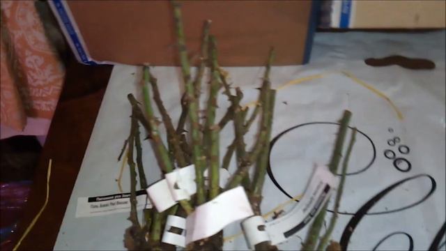 Посылки от Элит и питомника Меховских-Звягинцевых. смотреть онлайн