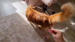 Смотри до конца, если любишь милых котиков!