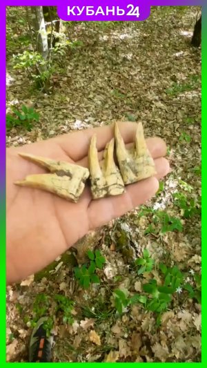 Зубы древнего «великана» нашел местный житель в лесу под Анапой