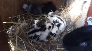 Краткий обзор породы пестрый немецкий строкач.