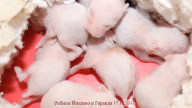 Хомячки Роборовского