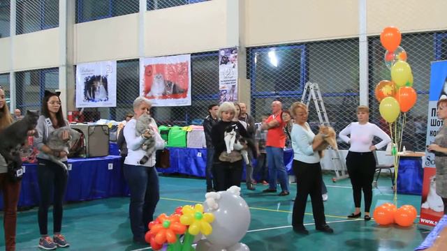 Международная выставка кошек "Осенний Блюз" смотреть онлайн