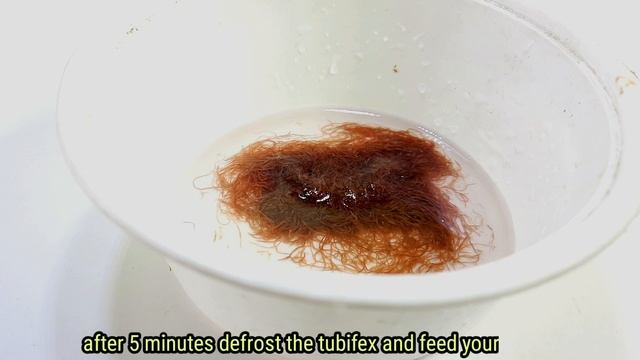 4 Ways To Keep Tubifex Worms | How To Maintain Tubifex Worms смотреть онлайн