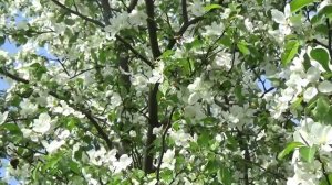 Ян Райбург. Поздравление.