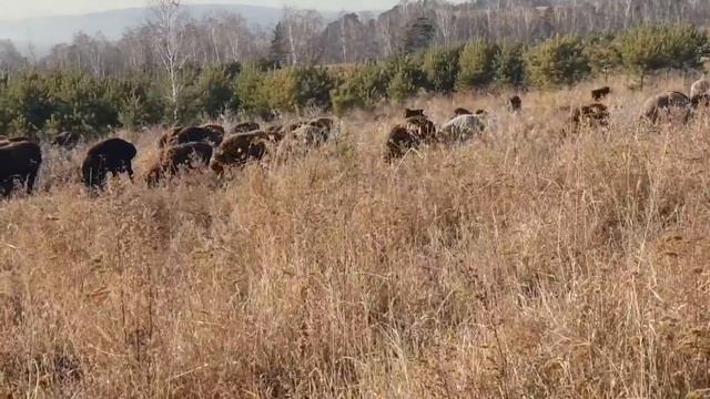 Приехали гости ▶ Выбираем баранов на племя смотреть онлайн