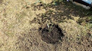 Посадка роз осенью