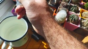 Уход за кактусом осенью. Подготовка кактуса к зимовке.