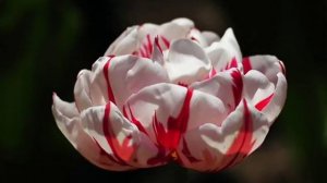 Феликс Словачек "Маленький цветок".