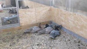 Кабачок - польза или вред для кур и уток, и гусей с индюками.