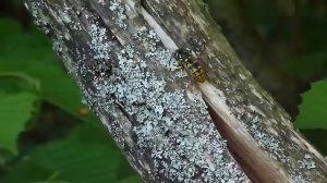 Guêpe Germanique bois.MTS