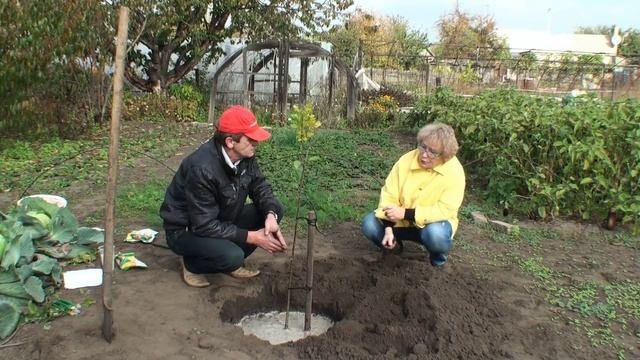 10. Корневые подкормки плодовых деревьев. Октябрь
