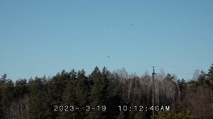 Жаворонок полевой / громкое мелодичное пение полевого жаворонка Степной орёл ястреб атакует