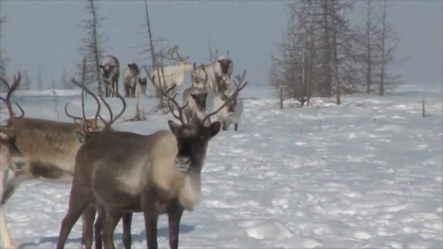 Виртуальная экскурсия на Северный полюс. Северный олень