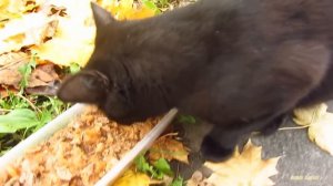 Black cat meows on a bench in the park