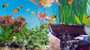 Практическое мультимедийное пособие «Карнавал животных»( К.Сен-Санс) Аквариум видео