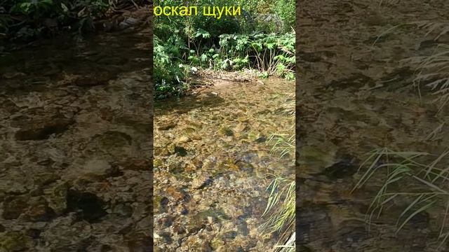 #shorts#Нерест лосося(горбуши).avi
