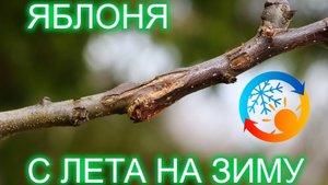 Дерево сад яблоня, зимние сорта в Ленобласти.