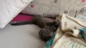 У НАС ПОПОЛНЕНИЕ!!! ❤️ Подарила котёнка маме