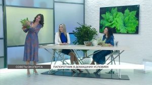 Папоротники: разновидности и уход