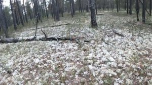 ЧУДНЫЕ БЕЛЫЕ ГРИБЫ НА ЯМАЛЕ! Как собрать много грибов...ПРОСТО ПРАВИЛЬНО СОБИРАЕМ ГРИБЫ НА СЕВЕРЕ!