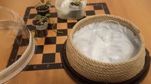 Создание флорариума для фиалок.