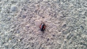 Карапузик четырёхпятнистый (апрель 2024).