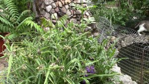 Кампанула красивый почвопрокровник, многолетник. Что стало с кампанулой из уценки !?