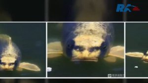 Что за «рыбу с человеческим лицом» нашли в Китае?