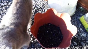 Пересадка комнатного лимона с полной заменой грунта #пересадкакомнатноголимона #червивгрунте