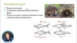 Форма эволюции - конвергенция