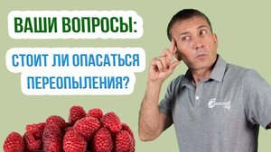 Совместная посадка  простой и ремонтантной малины - что нужно знать!