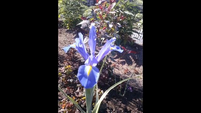 45.Садовые цветы. Комнатные цветы.22.01.2020 смотреть онлайн