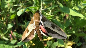 Молочайный Бражник