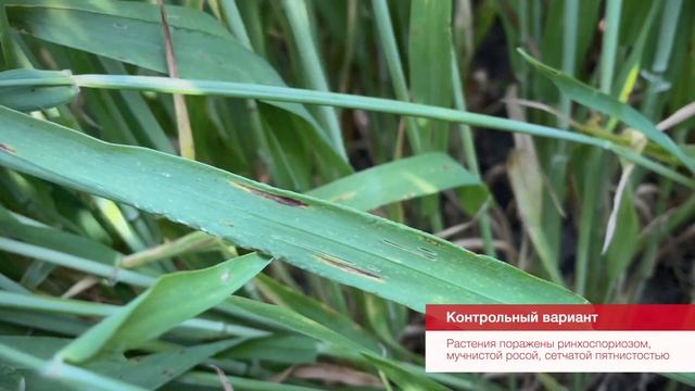 Полевой вестник. Результаты применения фунгицидов на озимом ячмене в АгроЦентре BASF Краснодар