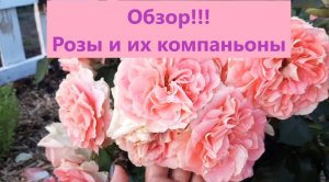 Розы и их компаньоны. Обзор конца первой и начало второй волны цветения на 22 июля