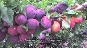 Алыча Царская