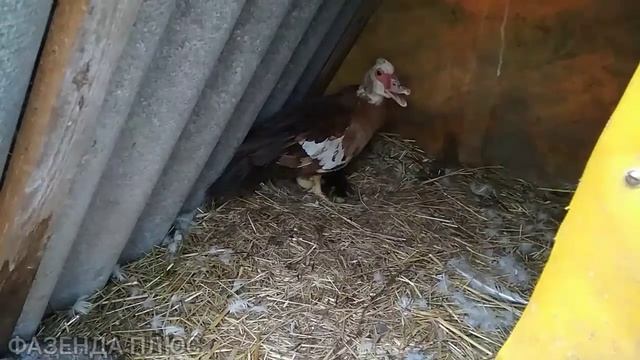 Варенье из ревеня и всё остальное) смотреть онлайн