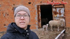 Наша ферма в горах Турции/кто умнее баран или козел?/Измир