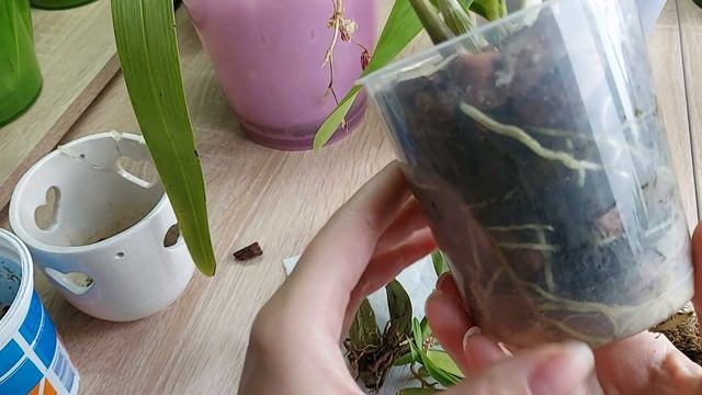 Орхидея Камбрия. В чем сложность в уходе за ней смотреть онлайн