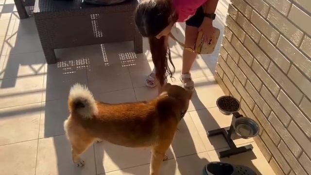 Айбуське 2 годика!! Как он Отреагирует на подарки ?)))￼ смотреть онлайн