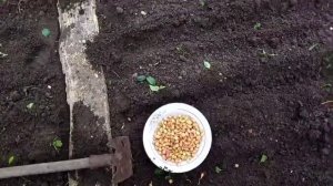 Осенняя посадка лука Севка.