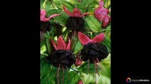 60+ Фото Фуксия домашняя — посадка и грамотный уход