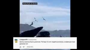 Кит Проглотил Людей, но не стал есть и выплюнул