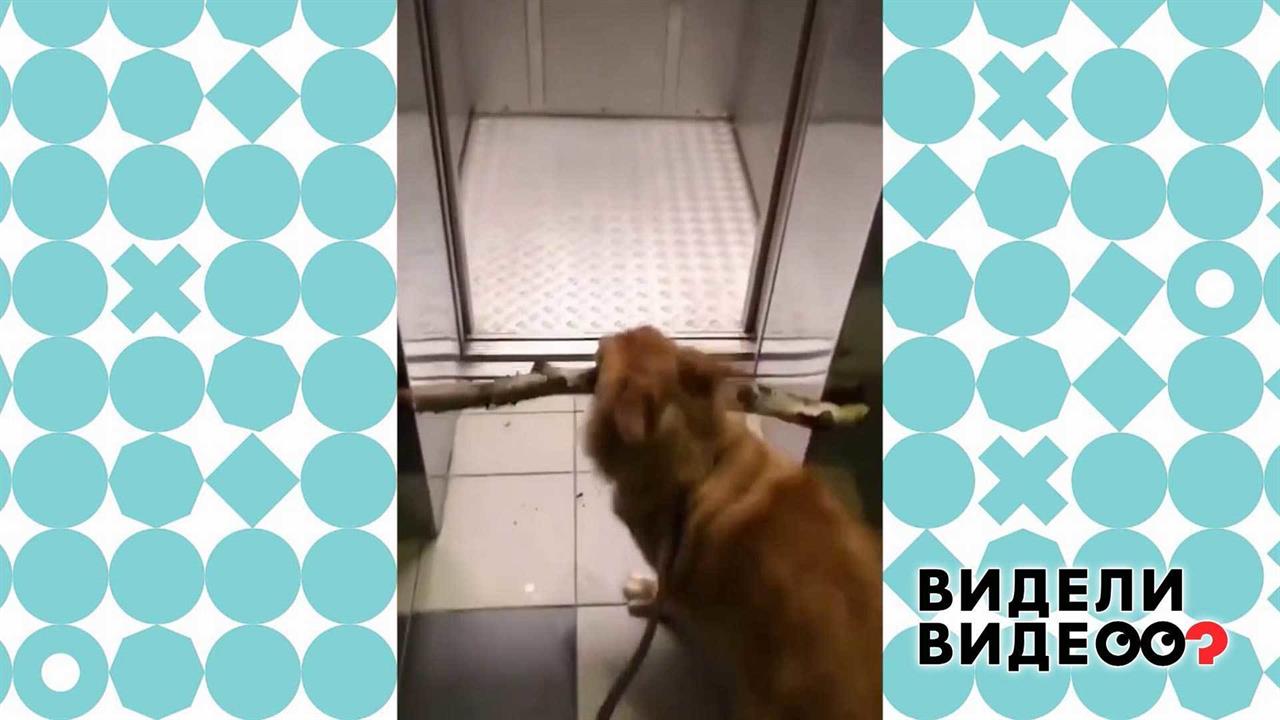 Видели видео 6. Видели видео первый канал. Видели видео хорошая.