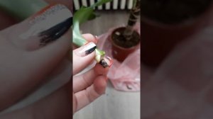 ДРАЦЕНА ФРАГРАНС! Размножение и сохранение растения