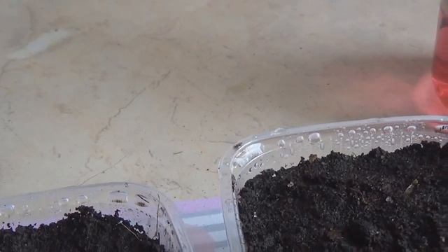 Махровая ПЕТУНИЯ--ПОСЕВ и рассада смотреть онлайн