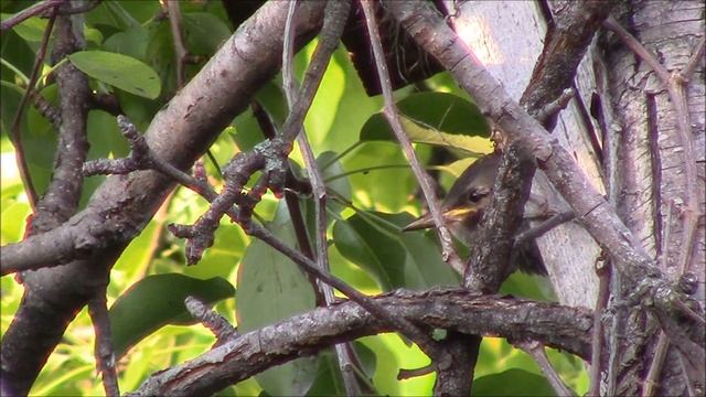 Скворец! смотреть онлайн