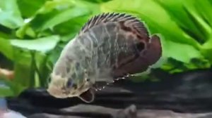 Ктенопома леопардовая (Ctenopoma acutirostre)