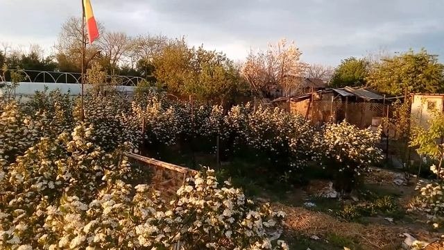 Arbustii De Aronia Melanocarpa Nero Au Inflorit...