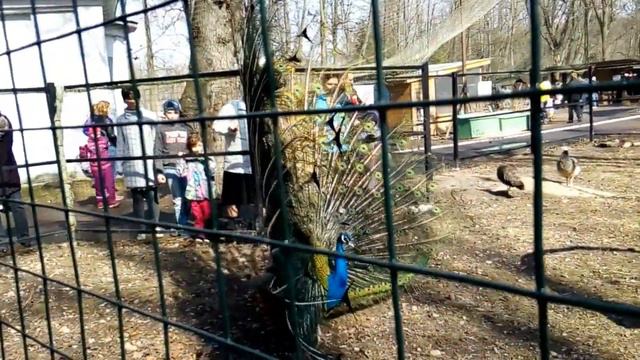 Индийский павлин смотреть онлайн